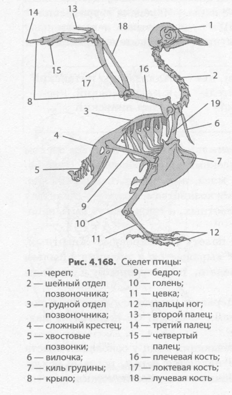Строение скелета сизого голубя. Скелет птицы пояс передних конечностей. Осевой скелет птиц. Скелет птицы биология 7 класс. Строение скелета голубя