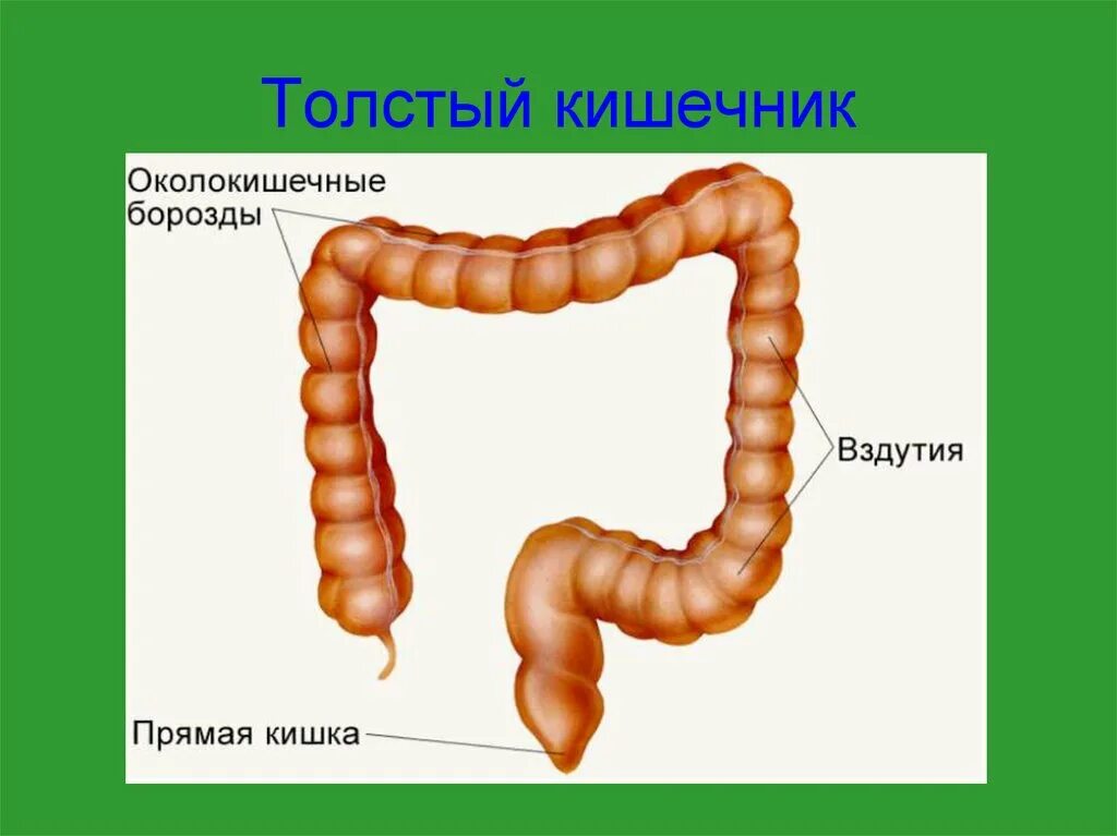 Толстая кишка человека особенности. Строение толстой кишки анатомия. Строение Толстого кишечника анатомия. Строение толстый кишечник кишечник. Толстый кишечник рисунок анатомия.