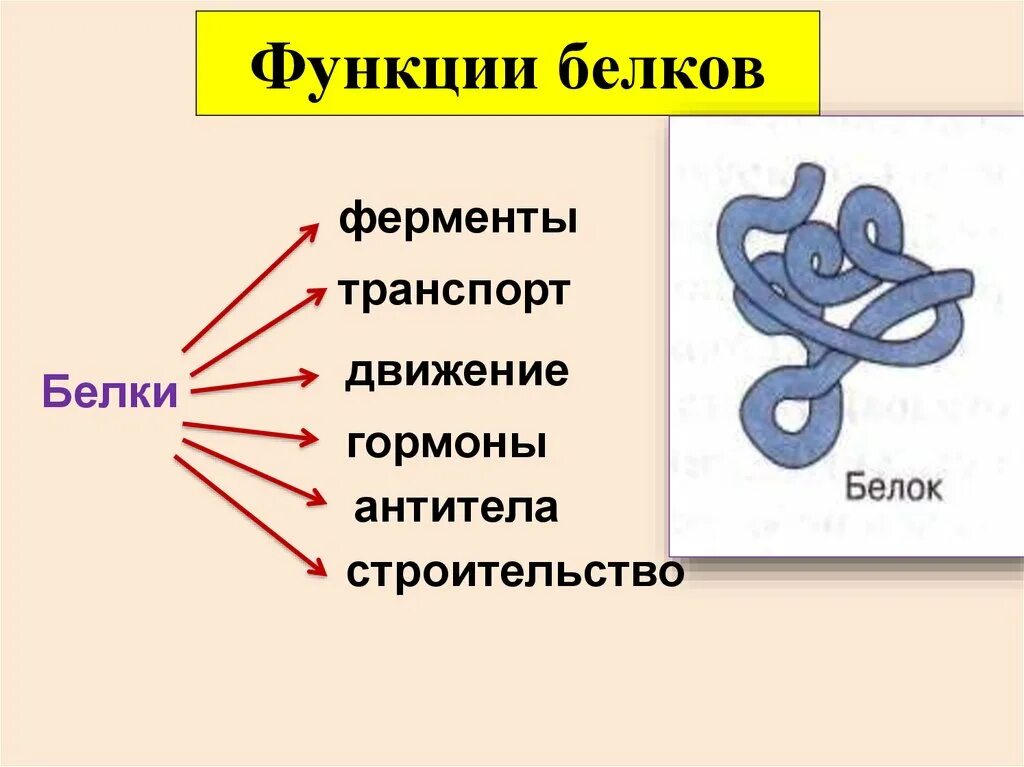 Биологическая роль и структура белка. Функции белков биология 9 класс. Структура белка биология. Белок строение и функции. Функции структур белка.