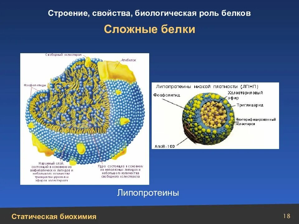 Биологическая роль и структура белка. Липопротеины строение и биологическая роль. Классификация белков липопротеины. Строение сложных белков. Структура сложных белков.