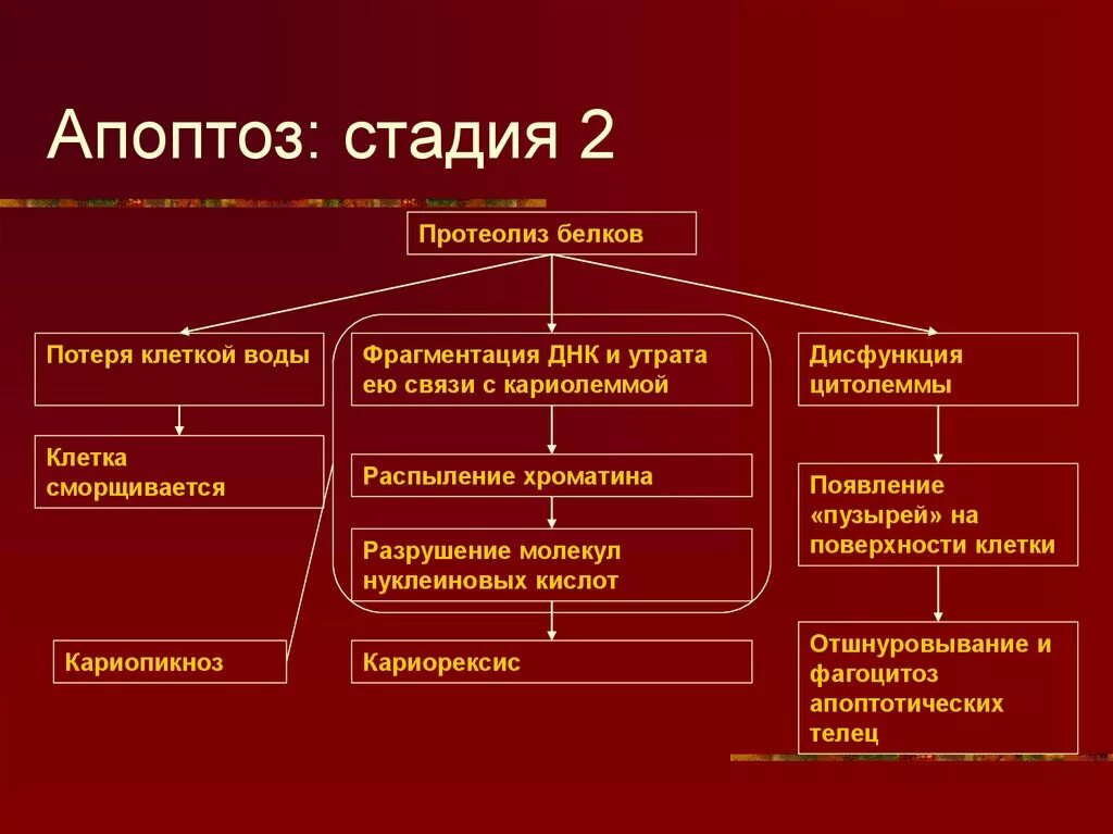 Апоптоз. Причины и механизмы апоптоза клеток. Этапы апоптоза. Стадии апоптоза.