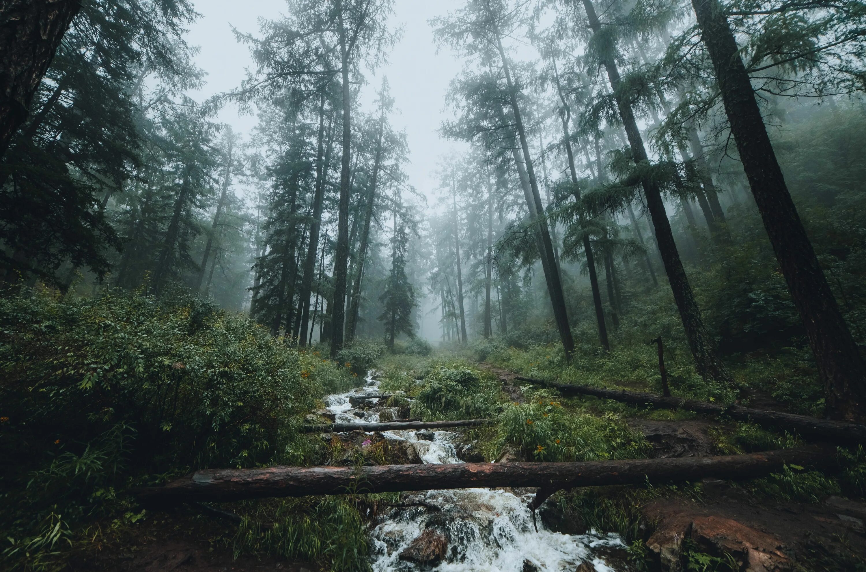 Source forest