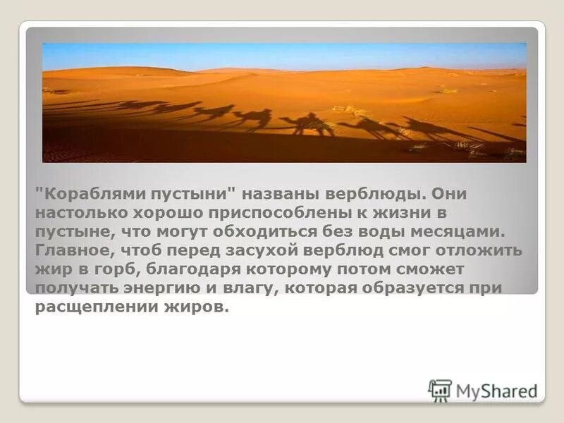 Характеристика зоны пустыни и полупустыни в россии. Почему пустыня называется пустыней. Почему пустыня называется пустыней. Природные условия пустыни сахара. Названия пустынь.