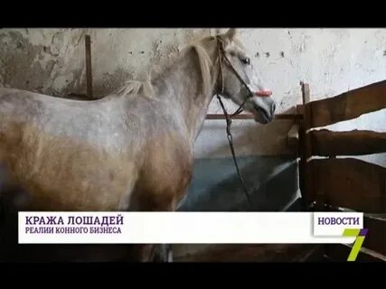 Украла лошадь