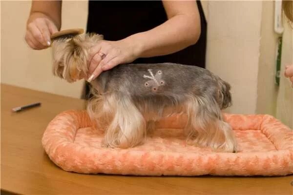 йоркширский терьер аллергодерматоз. лишай у йоркширского терьера. йоркширский терьер для аллергиков. бывает ли аллергия на собаку йоркширский терьер. бывает ли аллергия на йоркширских терьеров.