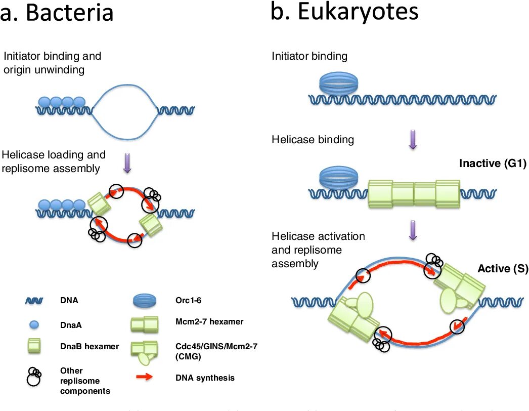 Форма днк бактерий. Eukaryotic DNA Replication. Bacterial DNA Replication. DNA Replication pdf. Replication in eukaryotes initiation.