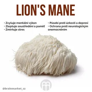 Lions mane mycelium