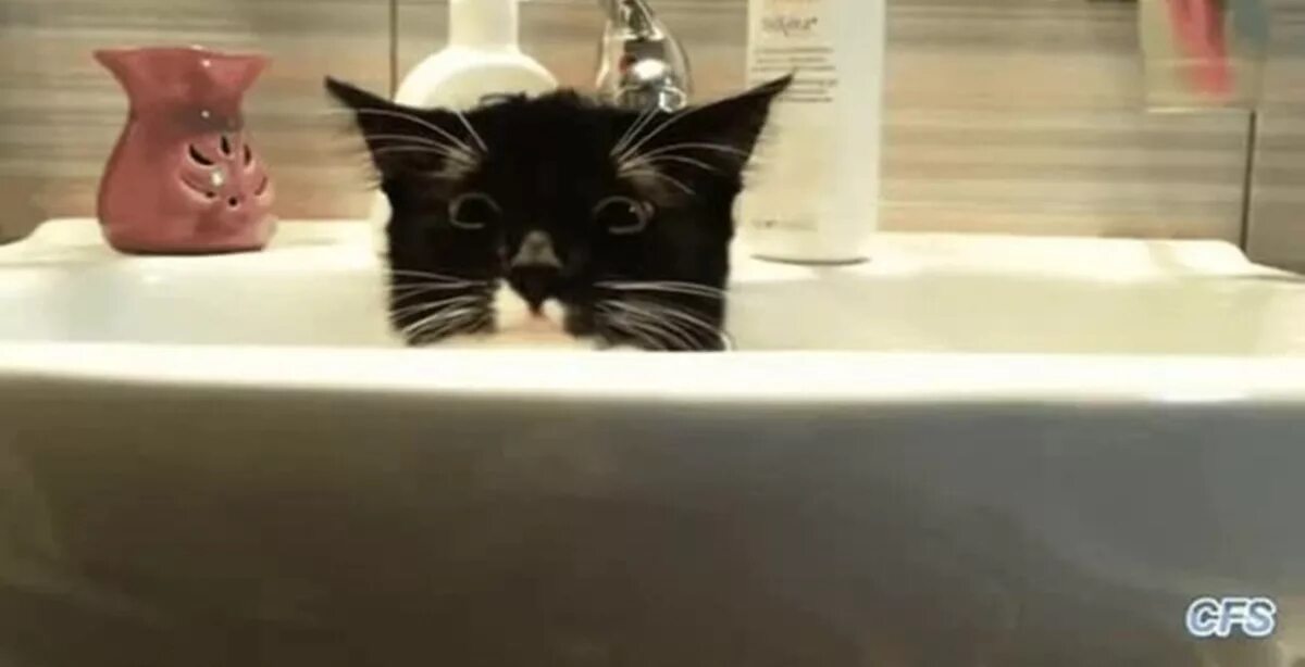 Кот в ванне. Смешные коты в ванне. Смешные котики в ванной. Коты моются. Видео коты в ванне
