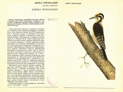 Дятел красная книга