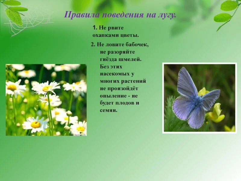 Какие из растений нельзя увидеть на лугу. Бабочки на лугу названия. правила поведения на лугу. бабочки луга 2 класс. бабочка обитатель луга 2 класс.