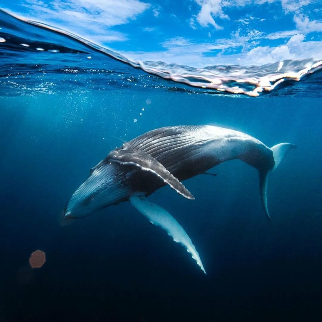 Кит Горбач. Синий кит млекопитающее. Голубой кит млекопитающее. Синий горбатый кит.