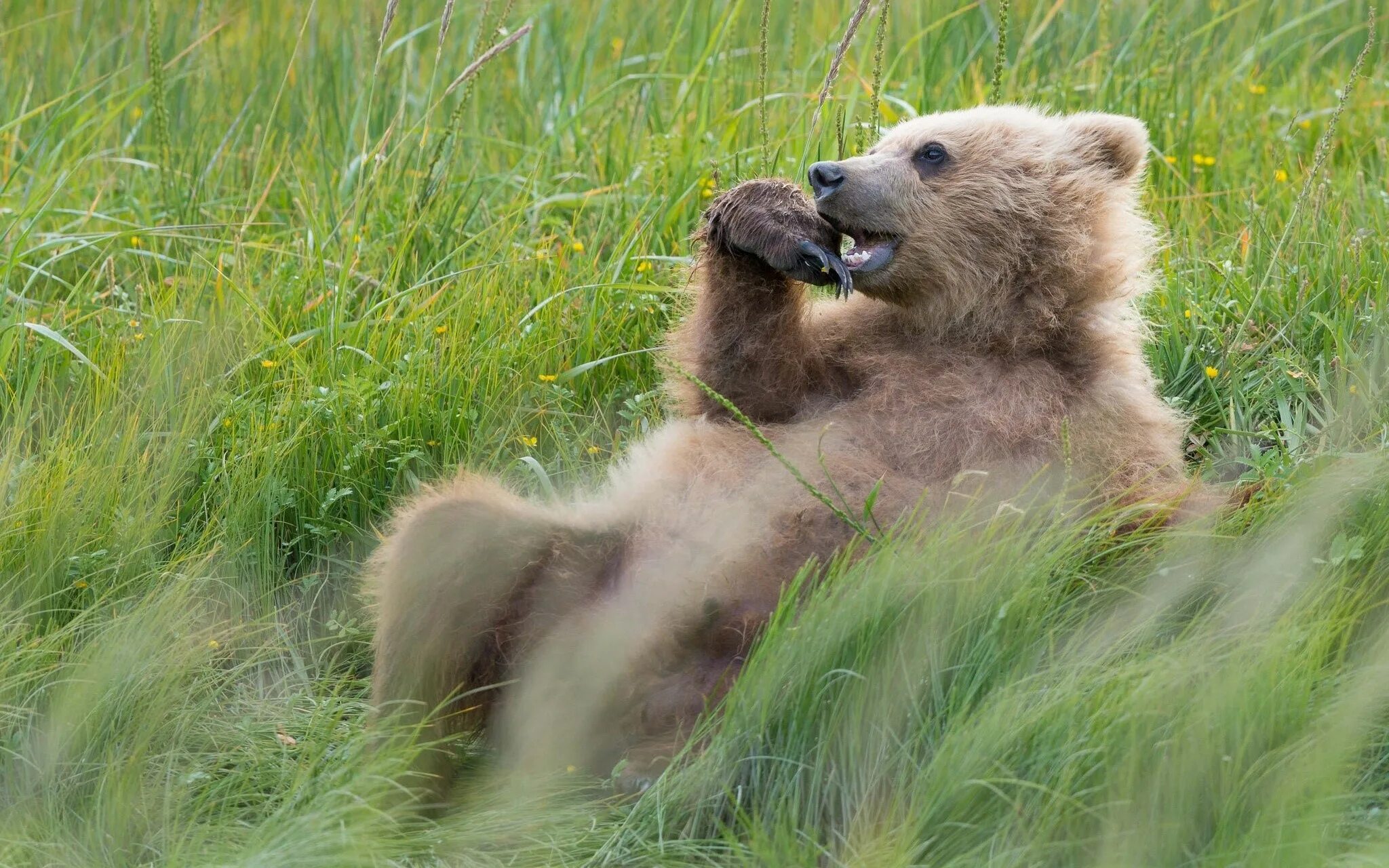 Бурый медведь Хабаровского края. Гобийский бурый медведь. Медведь Гризли. Медведь летом.