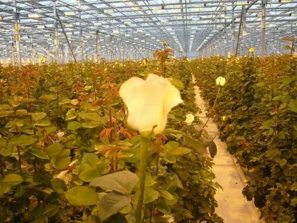 Culture rose