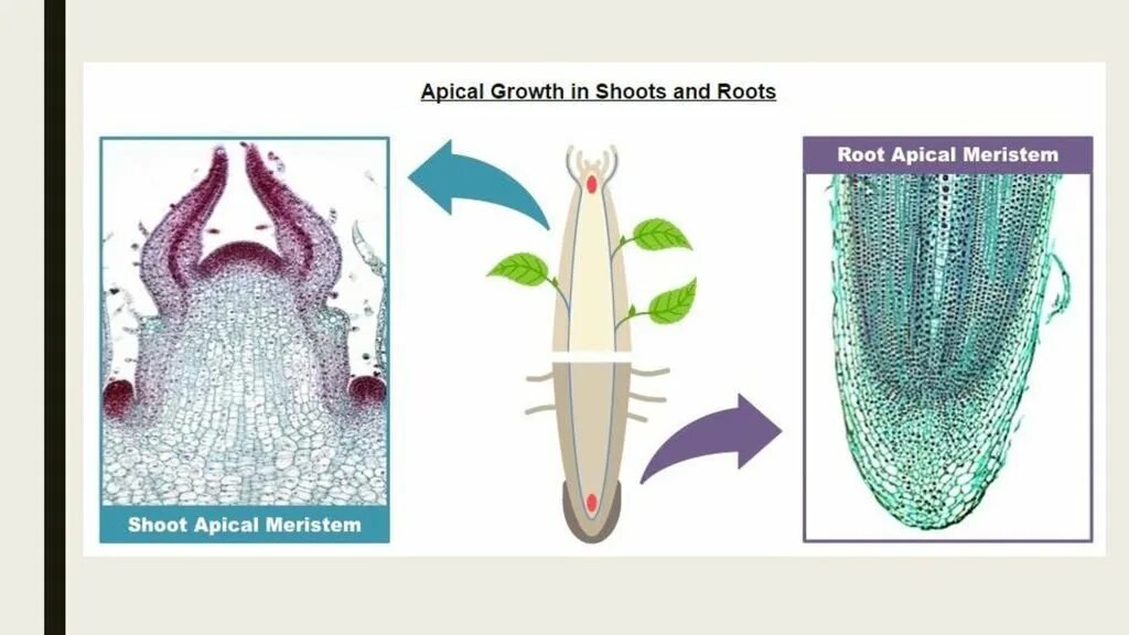 Верхушечная меристема побега. Верхушечная меристема корня. Верхушечная меристема стебля. Апикальная меристема корня. Меристема рост в длину