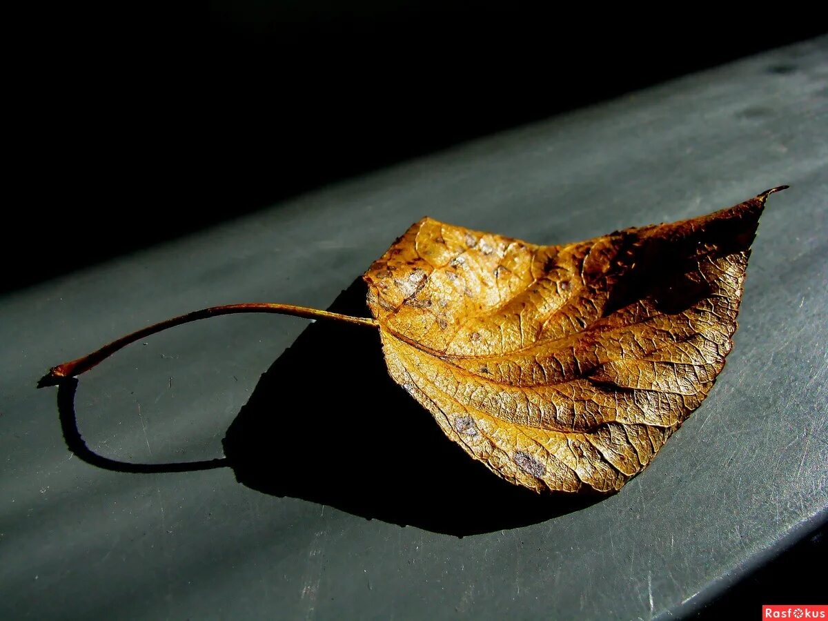 Даже сухой лист. Сухие листья. Лист клена. Даже сухой лист. Сухой лист макро фото.