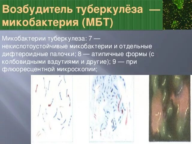 Микобактерии туберкулеза формы. Возбудитель туберкулеза. Формы микобактерий туберкулеза. Атипичные формы микобактерий туберкулеза. Форма возбудителя туберкулеза.