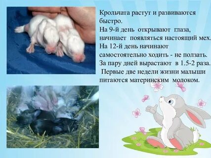 Когда крольчиха начинает
