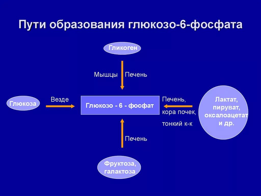 Главное путь. Пути образования глюкозо-6-фосфата. Пути образования Глюкозы 6 фосфат. Пути образования и использования глюкозо-6-фосфата. Путь Глюкоза глюкозо 6 фосфат.