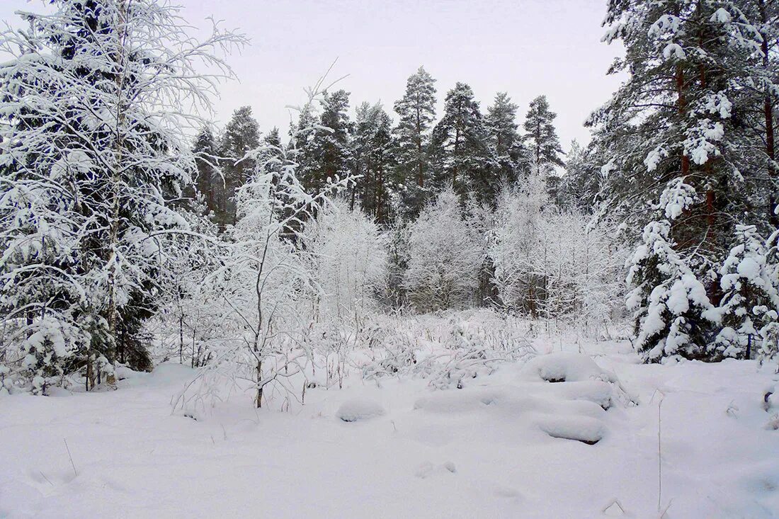 синтаксический разбор предложения пушистое покрывала накры. зимний лес под снежным покрывалом. белое покрывало землю укрывало. белое покрывало землю укрывало. снежное поле.