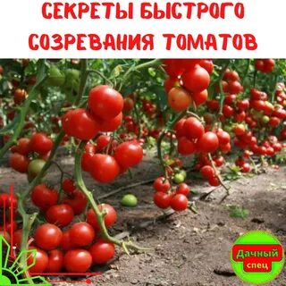 Чтоб помидоры краснели быстрее