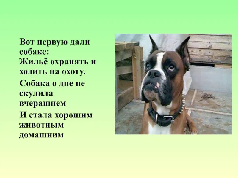 Давай про собаку. День работай как собака картинки. День работай как собака 5 августа. На работе как собака. День работай как собака 5 августа картинки.