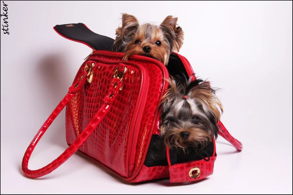 йорк в дороге.