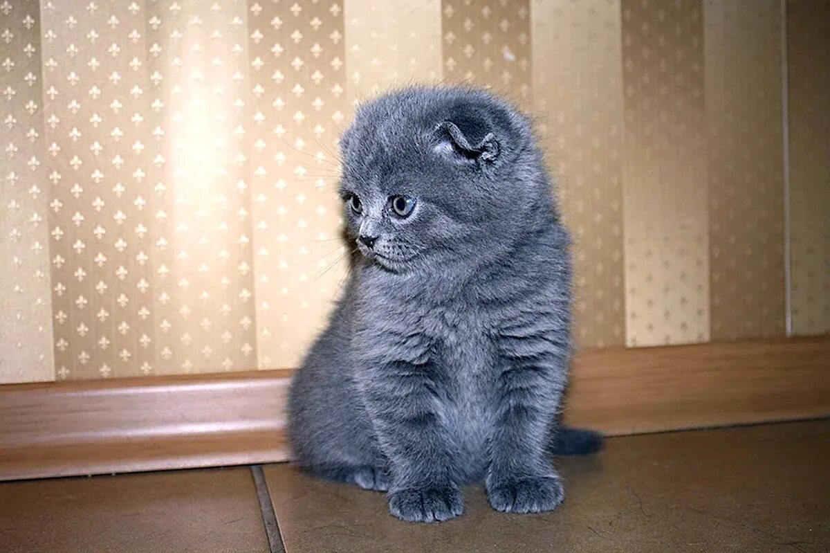 Шотландские вислоухие котята 7 месяцев. Скоттиш фолд котята. Шотландская вислоухий котенок мальчик. Скоттиш фолд котята. Шотландский котенок девочка.