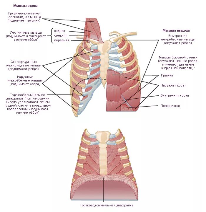 Мышечная система диафрагма. Наружные межреберные мышцы дыхание. Дыхательные мышцы участвующие в акте вдоха. Межреберные мышцы и диафрагма. Грудная клетка с дыхательными мышцами.