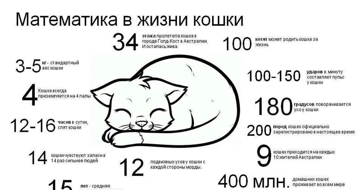 Как узнать примерный возраст котенка. На сколько дней уходила кошка. Кот загулял. Кошки когда гуляют. Память о кошке.