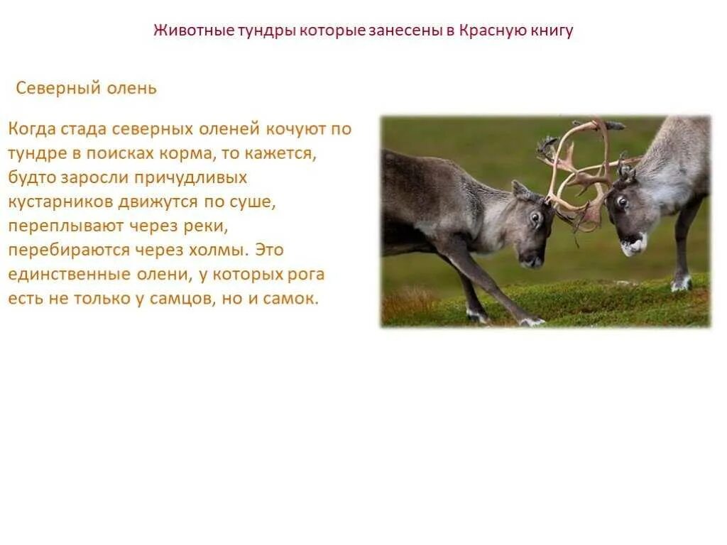 Белый журавль, тундровый лебедь, краснозобая казарка, кречет. Животные тундры занесенные в красную. Красная книга ямала животные и растения. Животные тундры занесенные в красную. Животные тундры занесенные в красную.