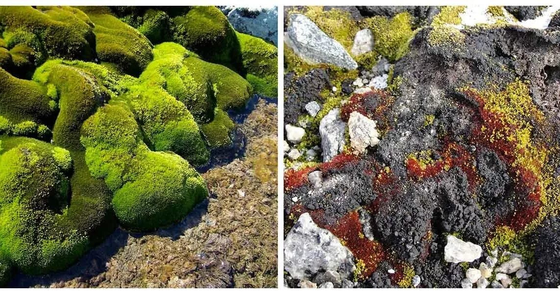 Мхи лишайники водоросли в Антарктиде. Мхи и лишайники Антарктиды. Растения Антарктиды лишайники.