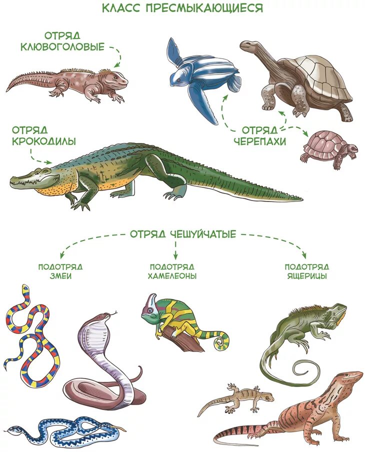 Схему разнообразия рептилий. Цикл развития пресмыкающиеся схема. Размножение пресмыкающихся рептилий. Эволюция пресмыкающихся схема.