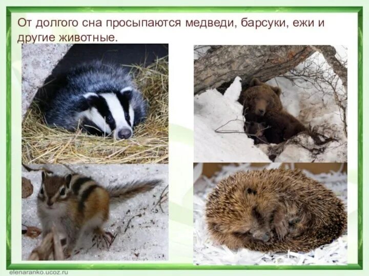 Зимой еж барсук. Барсуки и ежи. просыпаются медведи ежи и барсуки. просыпаются медведи и ежи. бурундук впадает в спячку.