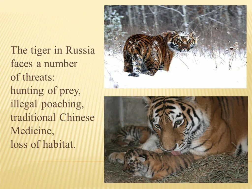 Tiger перевести на русский. Амурский тигр на англ. Презентация про сибирского тигра. Can tigers swim. Амурский тигр на английском языке.