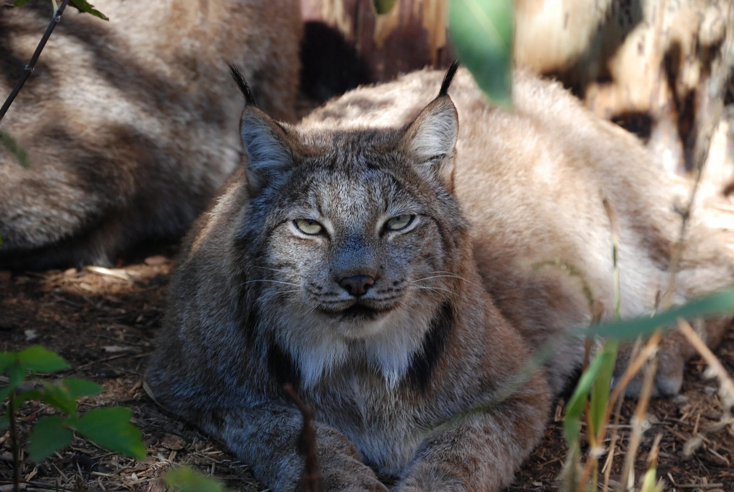 Canada Lynx. Рысь и волк. Рысь против волка. Смесь волка и рыси.