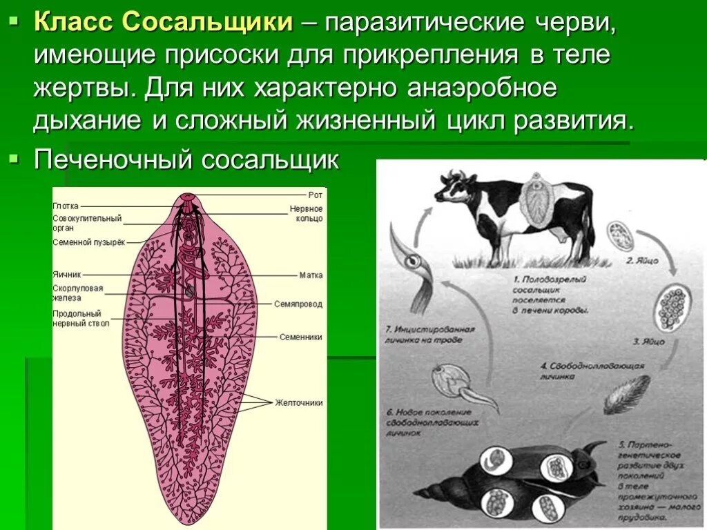 Для печеночного сосальщика характерно