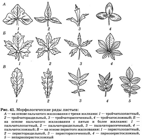 Морфология листа растений - презентация онлайн