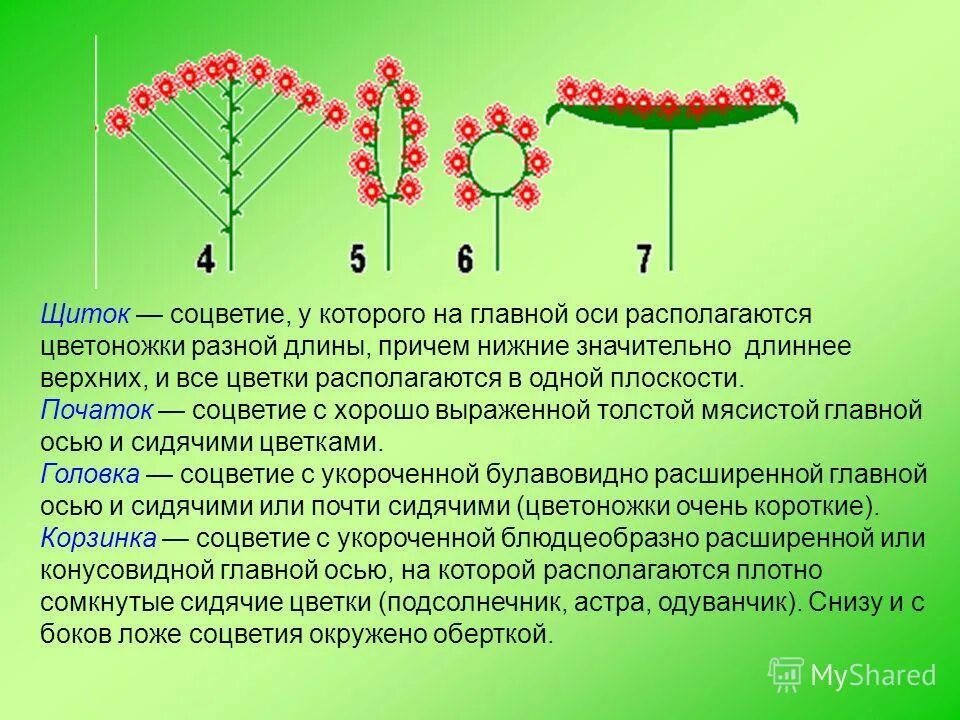 Тип соцветия щиток примеры растений Простые соцветия щиток