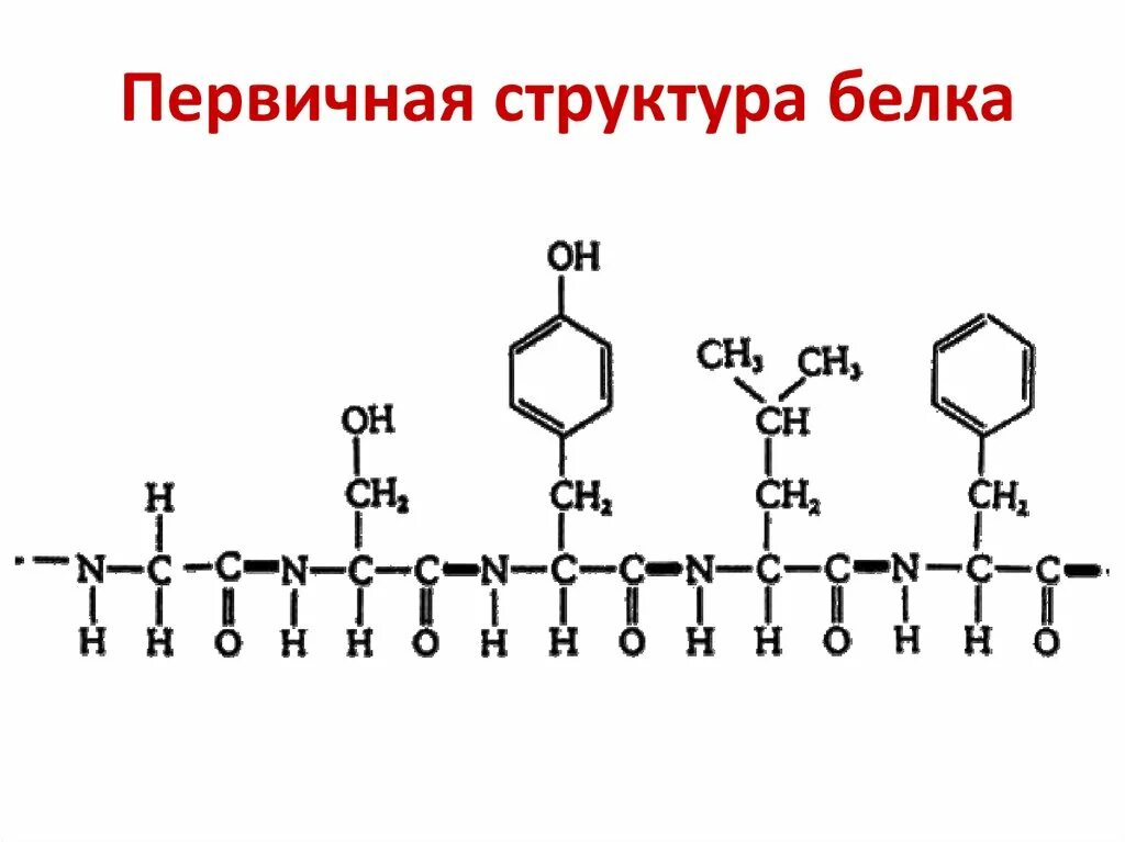 Первичная структура рнк формула. Первичная структура белка формула. Формула первичной структуры. Строение молекулы днк формула. Первичная структура белков химическая связь.