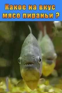 Паранья