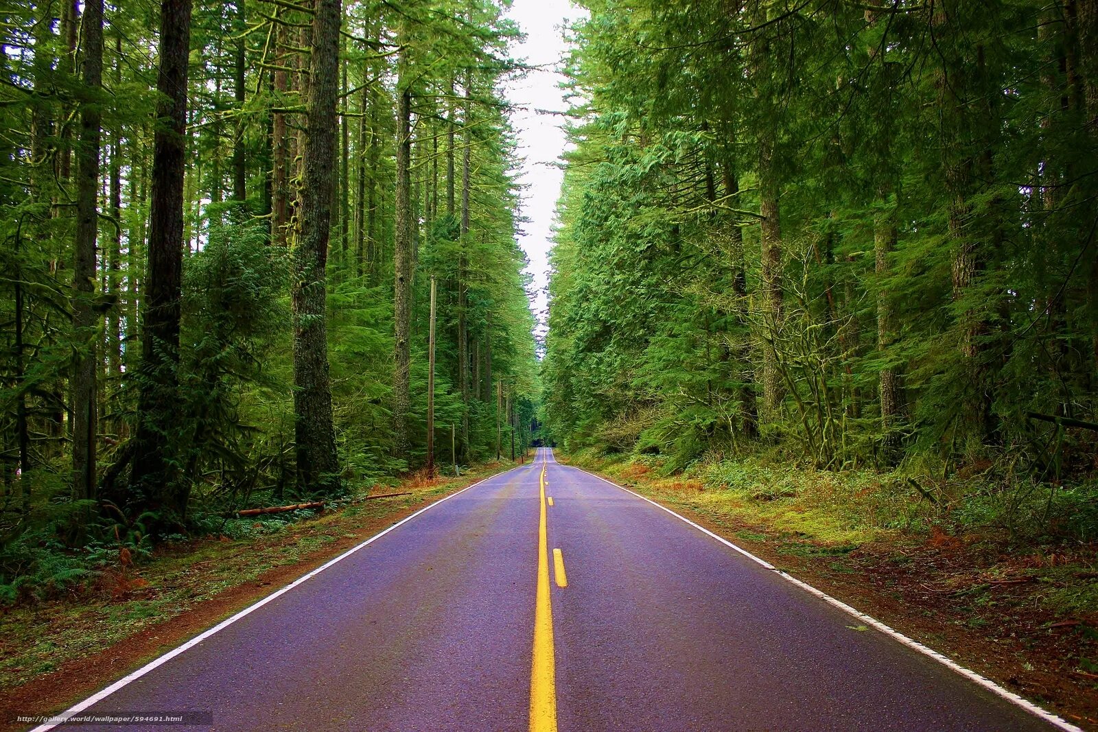 Rising road. Дорога в лесу. Лесная дорога. Красивая дорога. Дорога среди леса.