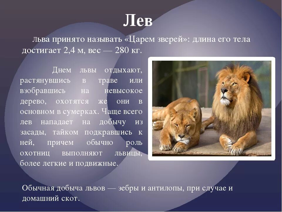 Что можно есть львам. Рассказ про Льва. Лев кратко. Краткая информация о Льве. Проект про Льва.