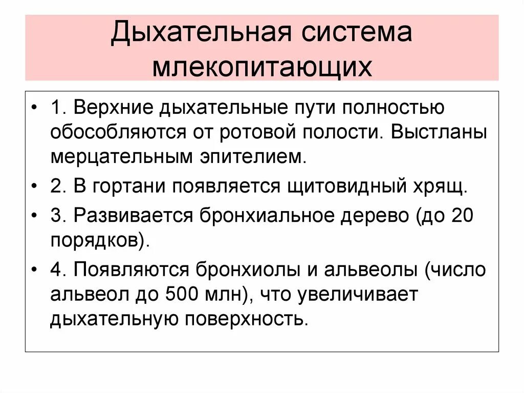 Дыхательная система млекопитающих функции. Дыхательная система млекопитающих. Дыхательная система система млекопитающих. Дыхательная система млек. Дыхательная система млекопитающих кратко.