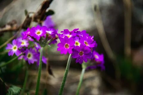 Примула алтай
