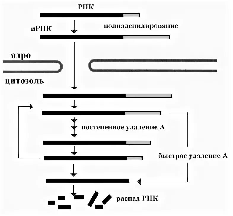 Процесс созревание рнк. Процессинг и сплайсинг РНК. Сплайсинг ИРНК. Схема транскрипции и процессинга. Процессинг транскрипция.