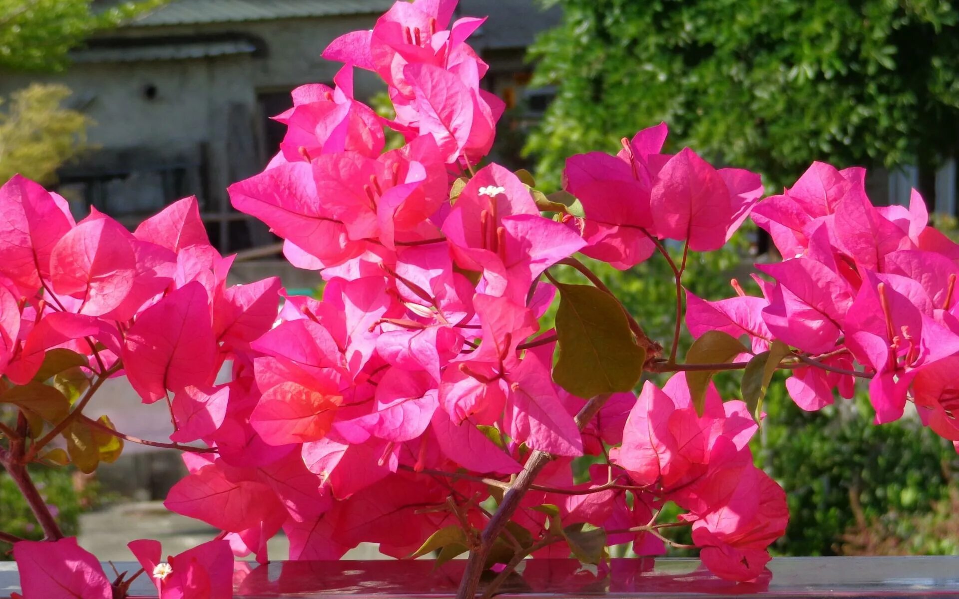 Бугенвиллия тай голд. Лиана бугенвиллия. Описание цветов бугенвиллии. Описание цветов бугенвиллии. Бугенвиллия imperial delight.