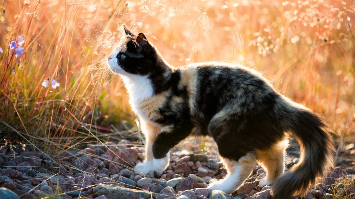 Cat sed