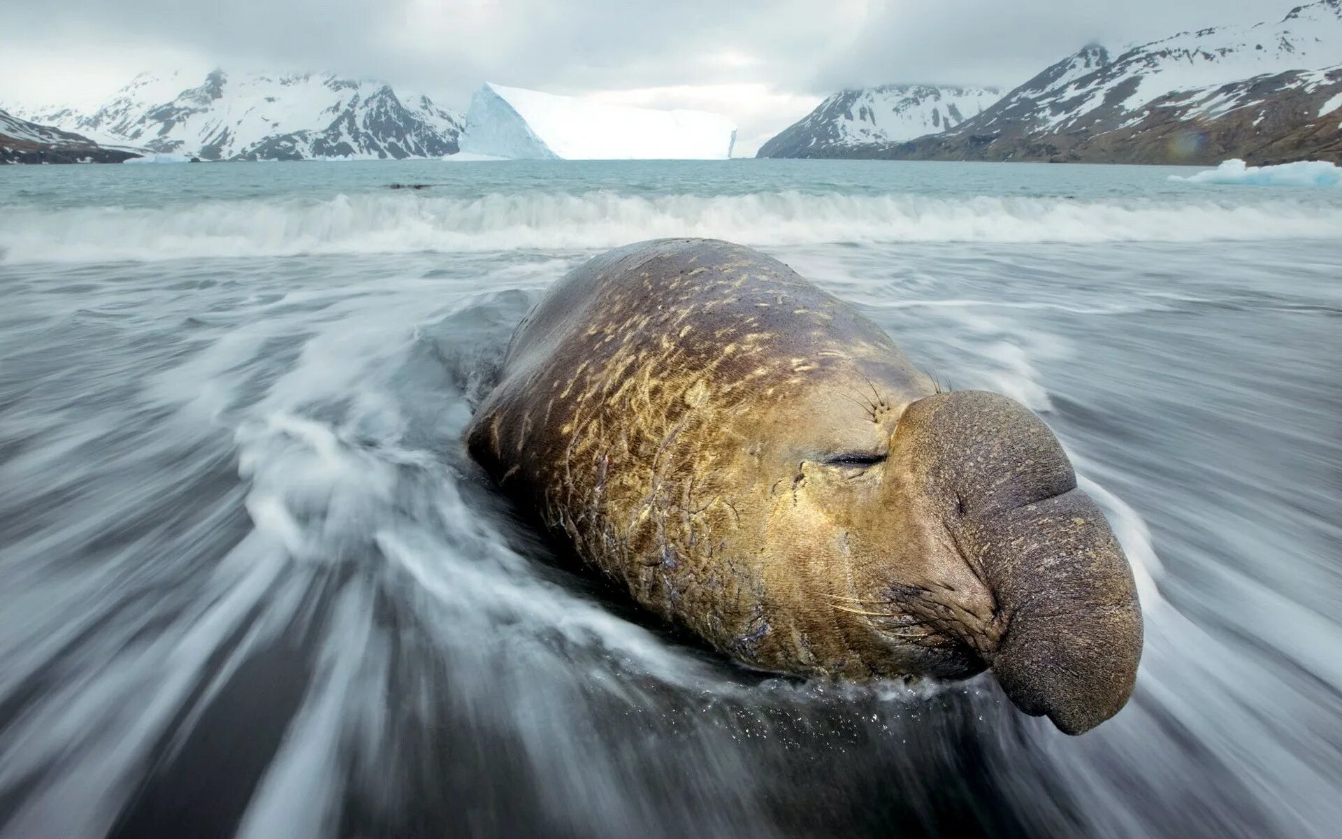 Южный морской слон Mirounga Leonina. Морской слон Антарктиды. Пол Никлен морской леопард. Морские слоны в Антарктиде. Elephant seal