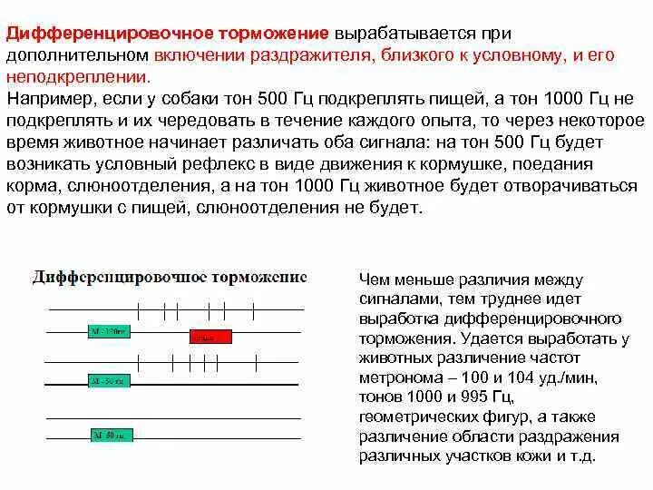 Угасательное торможение. Дифференцировочное торможение. дифференциальное торможение. пример дифференцировочного торможения. выработка дифференцировочного торможения.
