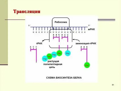 Трансляция мс